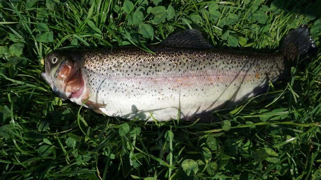 Munder Fish Muddersmag i fisk - læs hvorfor din fisk smager af mudder